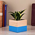 /images/pr/l/v20230909170114/sansevieria-plant-in-two-toned-mango-wood-pot_2.jpg