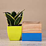 /images/pr/l/v20230909170116/sansevieria-plant-in-two-toned-mango-wood-pot_4.jpg