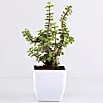 Beautiful Jade Plant in White Plastic Pots