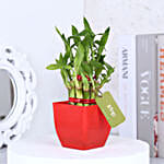 Two Layer Bamboo Surprise