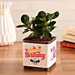 Ficus Plant In Happy Birthday Vase