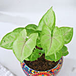 /images/pr/l/v20231103123704/syngonium-symbol-of-prosperity_2.jpg