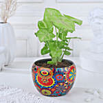 /images/pr/l/v20231103123705/syngonium-symbol-of-prosperity_5.jpg