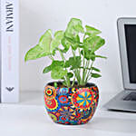 /images/pr/l/v20231103123705/syngonium-symbol-of-prosperity_7.jpg