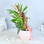 /images/pr/l/v20231115102033/fern-and-chocolate-harmony_4.jpg