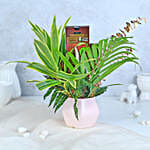 /images/pr/l/v20231115102053/fern-and-chocolate-harmony_5.jpg