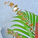 /images/pr/l/v20231115102138/fern-and-chocolate-harmony_8.jpg