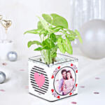 /images/pr/l/v20231123153614/syngonium-love-notes_3.jpg