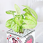 /images/pr/l/v20231123153614/syngonium-love-notes_5.jpg
