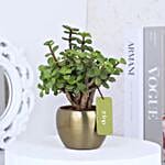 Jade Plant in Metal Pots