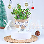 /images/pr/l/v20231212144452/jade-plant-winter-love-pot_1.jpg