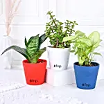 /images/pr/l/v20231212144630/set-of-3-green-foliage-plants_1.jpg
