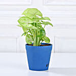 /images/pr/l/v20231212144630/set-of-3-green-foliage-plants_2.jpg
