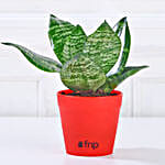 /images/pr/l/v20231212144632/set-of-3-green-foliage-plants_3.jpg