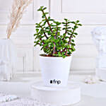 /images/pr/l/v20231212144632/set-of-3-green-foliage-plants_4.jpg