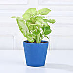 /images/pr/l/v20231212144633/set-of-3-green-foliage-plants_5.jpg