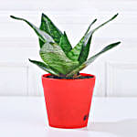 /images/pr/l/v20231212144633/set-of-3-green-foliage-plants_6.jpg