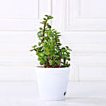/images/pr/l/v20231212144634/set-of-3-green-foliage-plants_7.jpg
