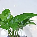 /images/pr/l/v20231212184620/christmas-prosperity-money-plant_5.jpg