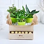 /images/pr/l/v20231215203453/plants-rocher-choco-basket_2.jpg