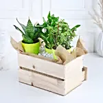 /images/pr/l/v20231215203453/plants-rocher-choco-basket_3.jpg