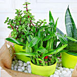 /images/pr/l/v20231215203456/plants-rocher-choco-basket_4.jpg