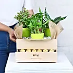 /images/pr/l/v20231215203456/plants-rocher-choco-basket_6.jpg