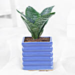/images/pr/l/v20240322143952/green-sansevieria-in-blue-ribbed-pot_1.jpg