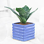 /images/pr/l/v20240322143952/green-sansevieria-in-blue-ribbed-pot_2.jpg