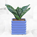 /images/pr/l/v20240322143952/green-sansevieria-in-blue-ribbed-pot_3.jpg