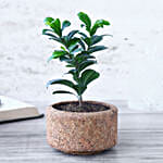 /images/pr/l/v20240327102132/ficus-compacta_1.jpg