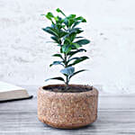 /images/pr/l/v20240327102132/ficus-compacta_2.jpg
