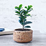 /images/pr/l/v20240327102132/ficus-compacta_3.jpg