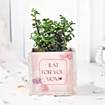 /images/pr/l/v20240501210150/jade-plant-table-top_1.jpg
