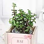 /images/pr/l/v20240501210151/jade-plant-table-top_2.jpg