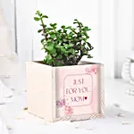 /images/pr/l/v20240501210151/jade-plant-table-top_3.jpg