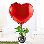 /images/pr/l/v20240530175442/red-heart-money-plant-tropical-pot_1.jpg