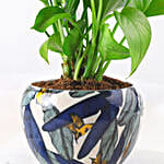 /images/pr/l/v20240530175443/red-heart-money-plant-tropical-pot_2.jpg