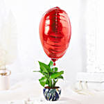 /images/pr/l/v20240530175443/red-heart-money-plant-tropical-pot_4.jpg