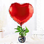 /images/pr/l/v20240530175444/red-heart-money-plant-tropical-pot_5.jpg