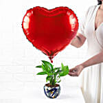 /images/pr/l/v20240530175444/red-heart-money-plant-tropical-pot_6.jpg