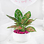 /images/pr/l/v20240530175448/aglaonema-plant-white-pot-its-a-girl-gift_2.jpg