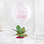 /images/pr/l/v20240530175449/aglaonema-plant-white-pot-its-a-girl-gift_5.jpg