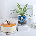 Buddha Blessings Plant and Cake Combo