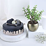 Good Vibes Plant and Cake Combo