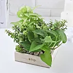Wooden Base Terrarium with Jade and Money Plants