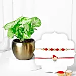 Rakhi Set  Jade Plant Blessing