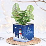 Syngonium Plant for Christmas