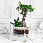 Ficus Ginseng Bonsai