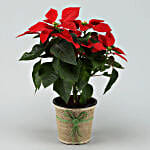Poinsettia Plant Online